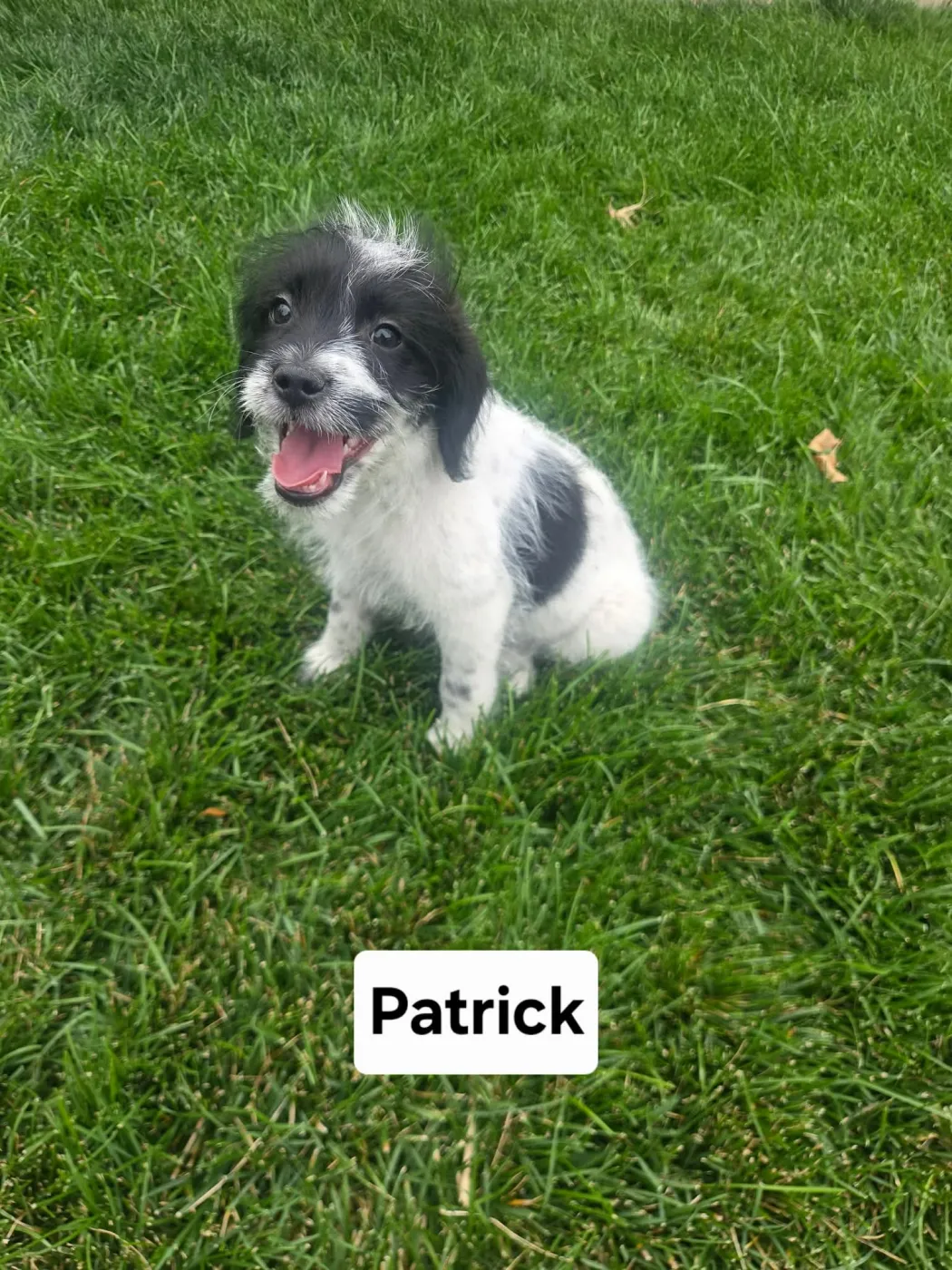 Patrick - Photo 1