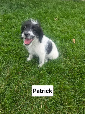 Patrick