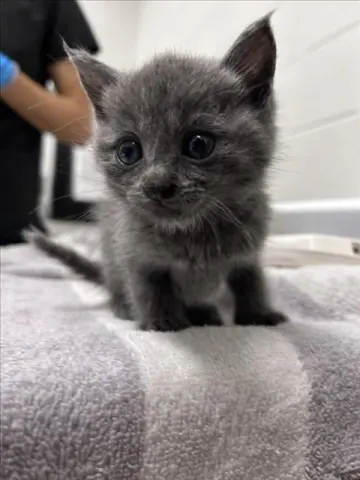 Jack