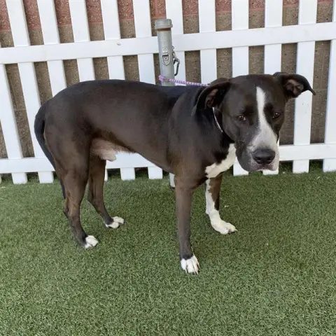 Max