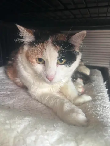 Ginger