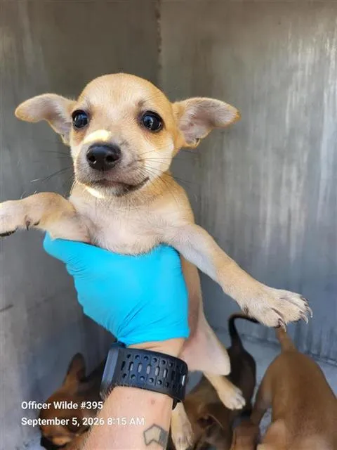 Peanut - Photo 1