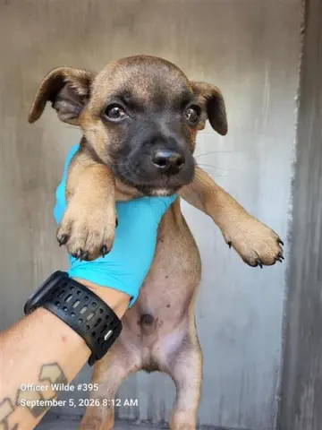 Twix