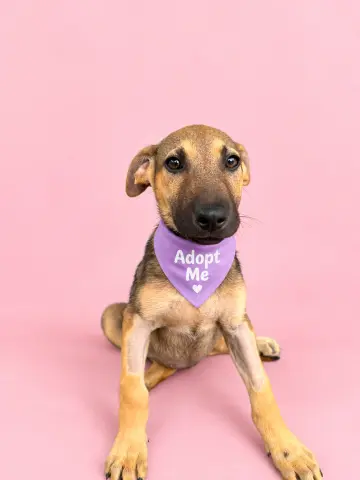 Stella