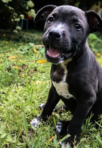 Belle