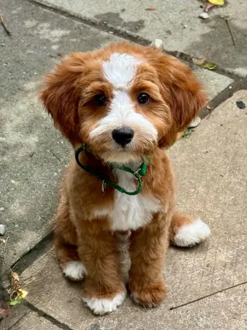 Walter