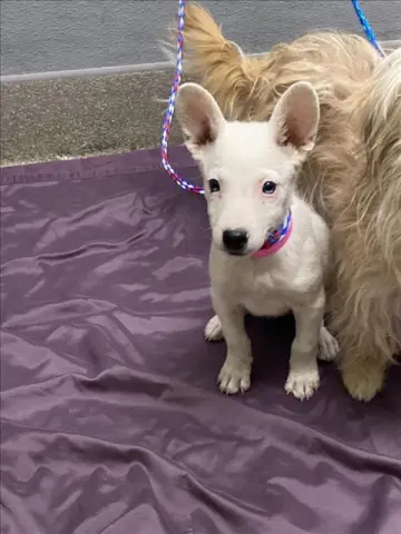 Angel Baby