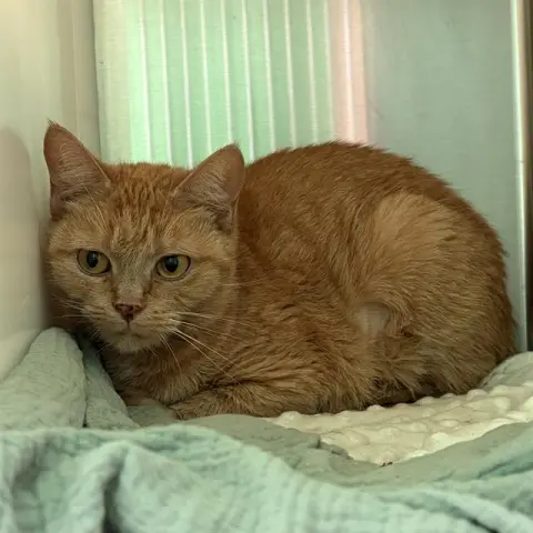 Rajah