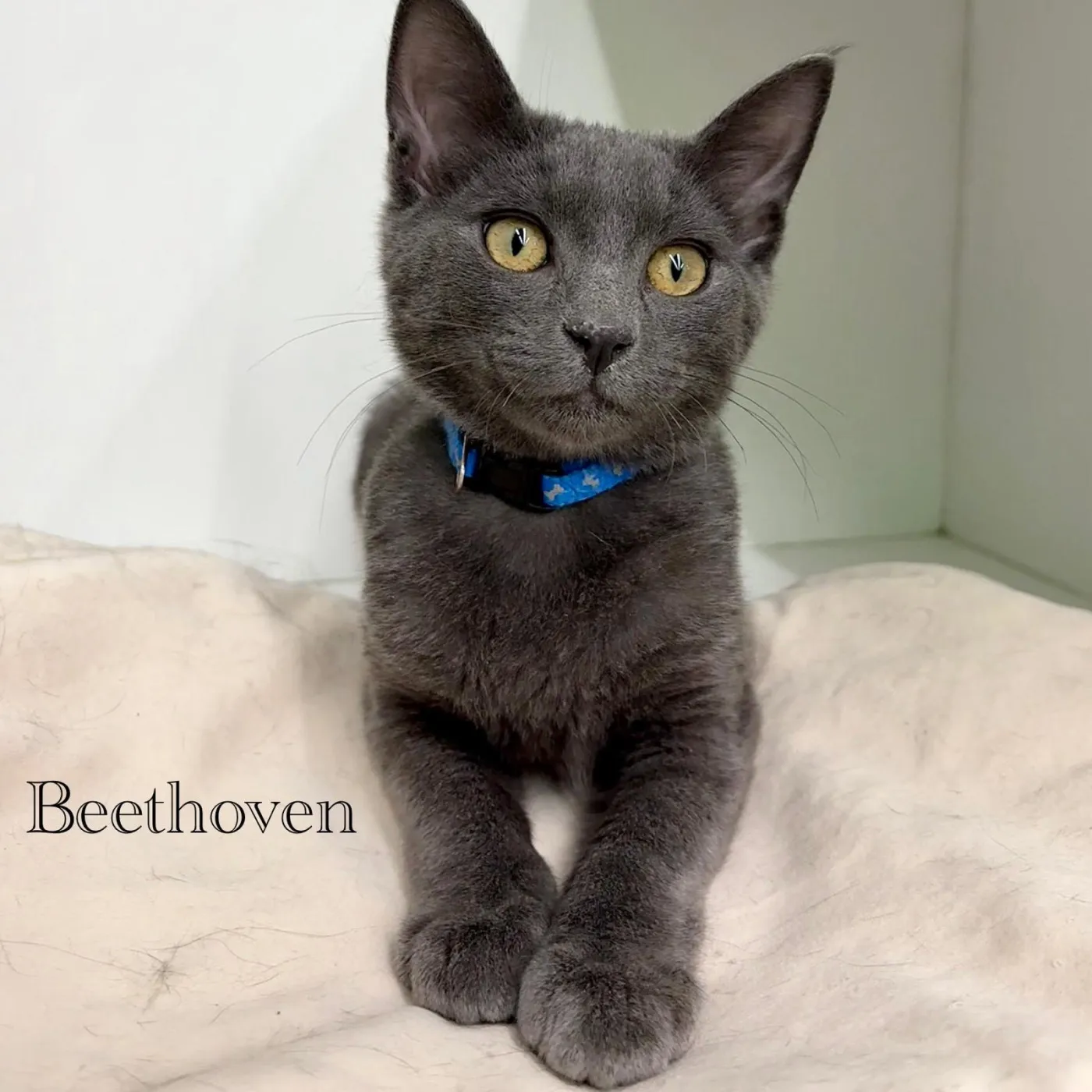 Beethoven - Photo 1
