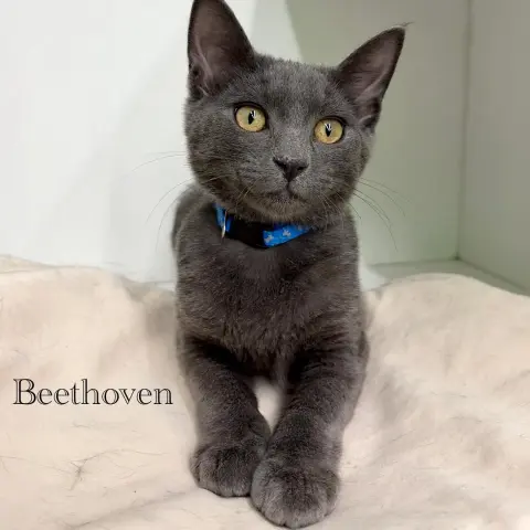 Beethoven