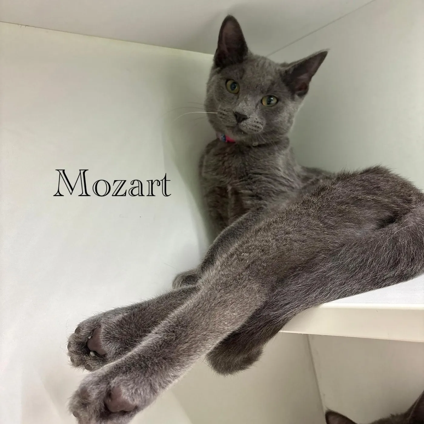Mozart - Photo 1
