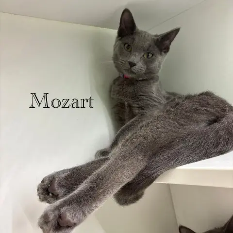 Mozart