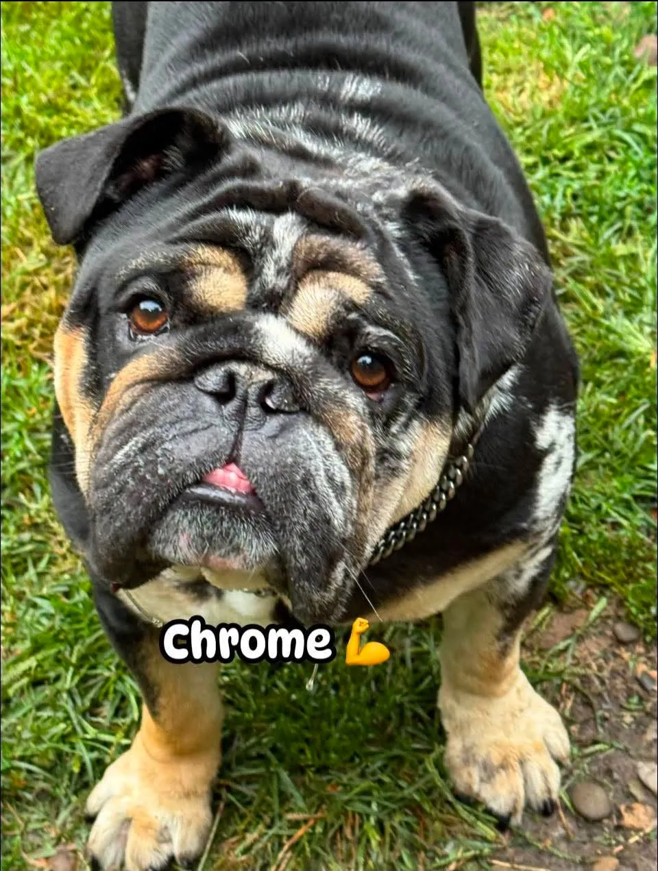 Chrome - Photo 1