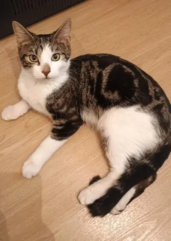 Axel