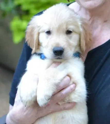 Hank