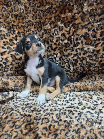 Mozzi