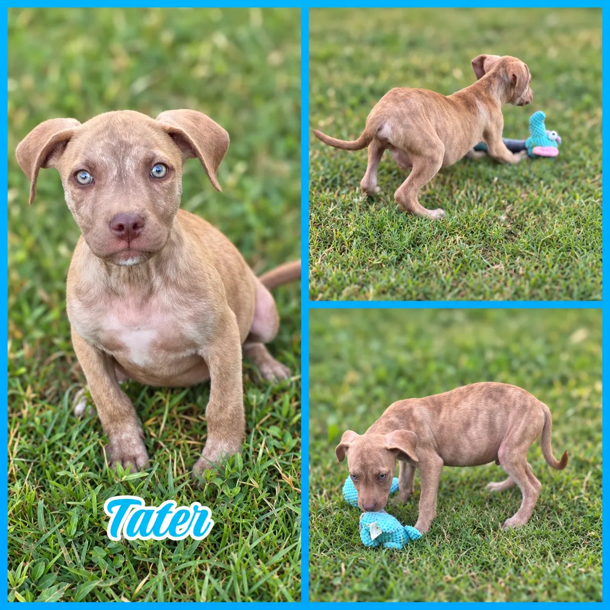 Tater - Photo 1