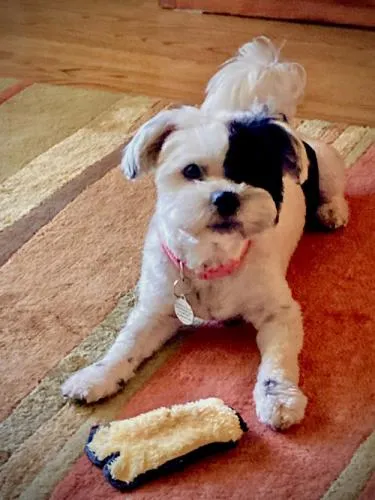 Patches - Photo 1
