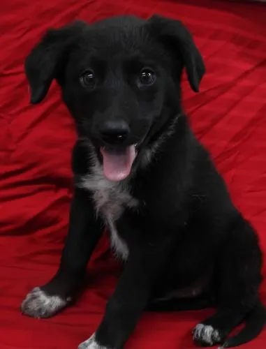 Tux - Photo 1