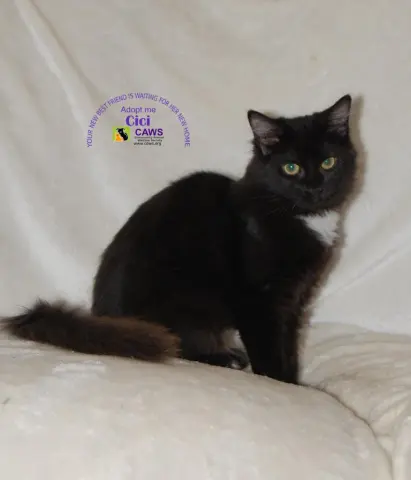 Cici
