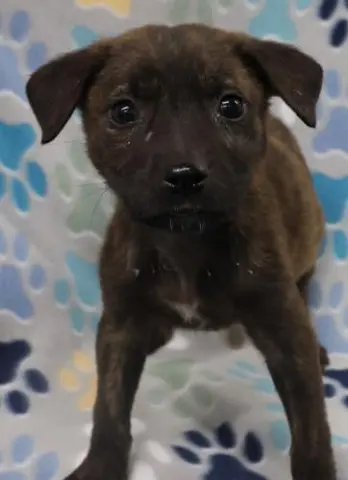 Delilah
