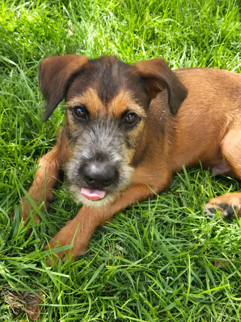 Cooper - Photo 1