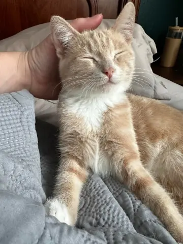 Ginger Snap