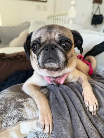Junebug