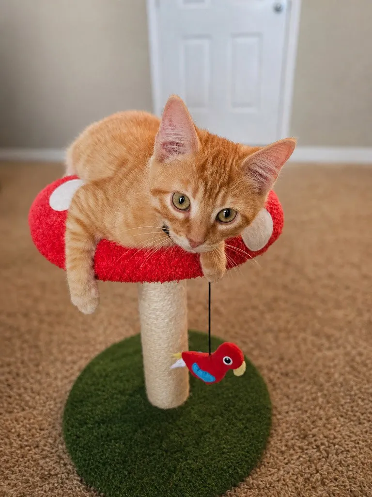 Linus - Photo 1