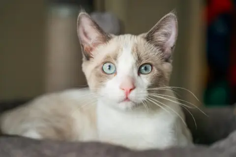 Maeve