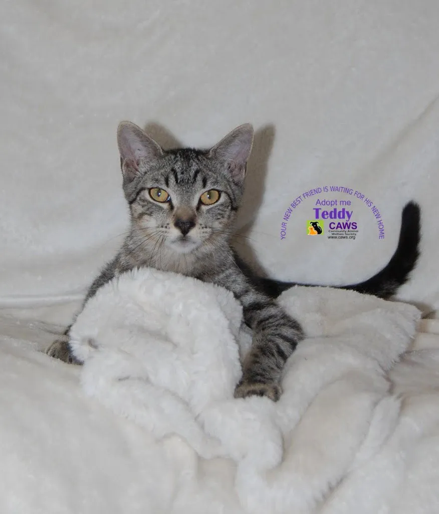 Teddy - Photo 1