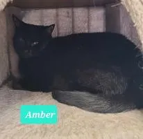 Amber - Photo 1