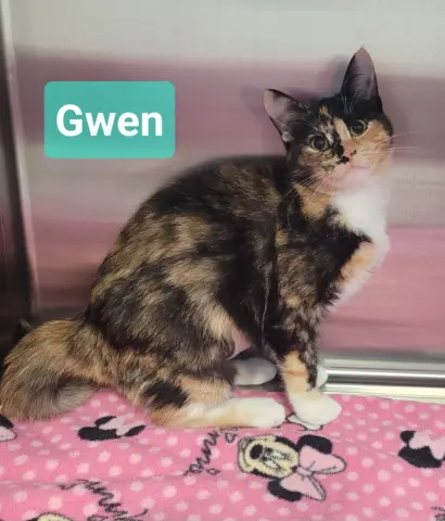 Gwen