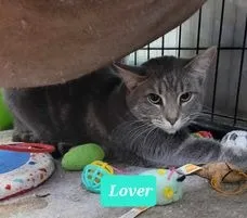 Lover - Photo 1