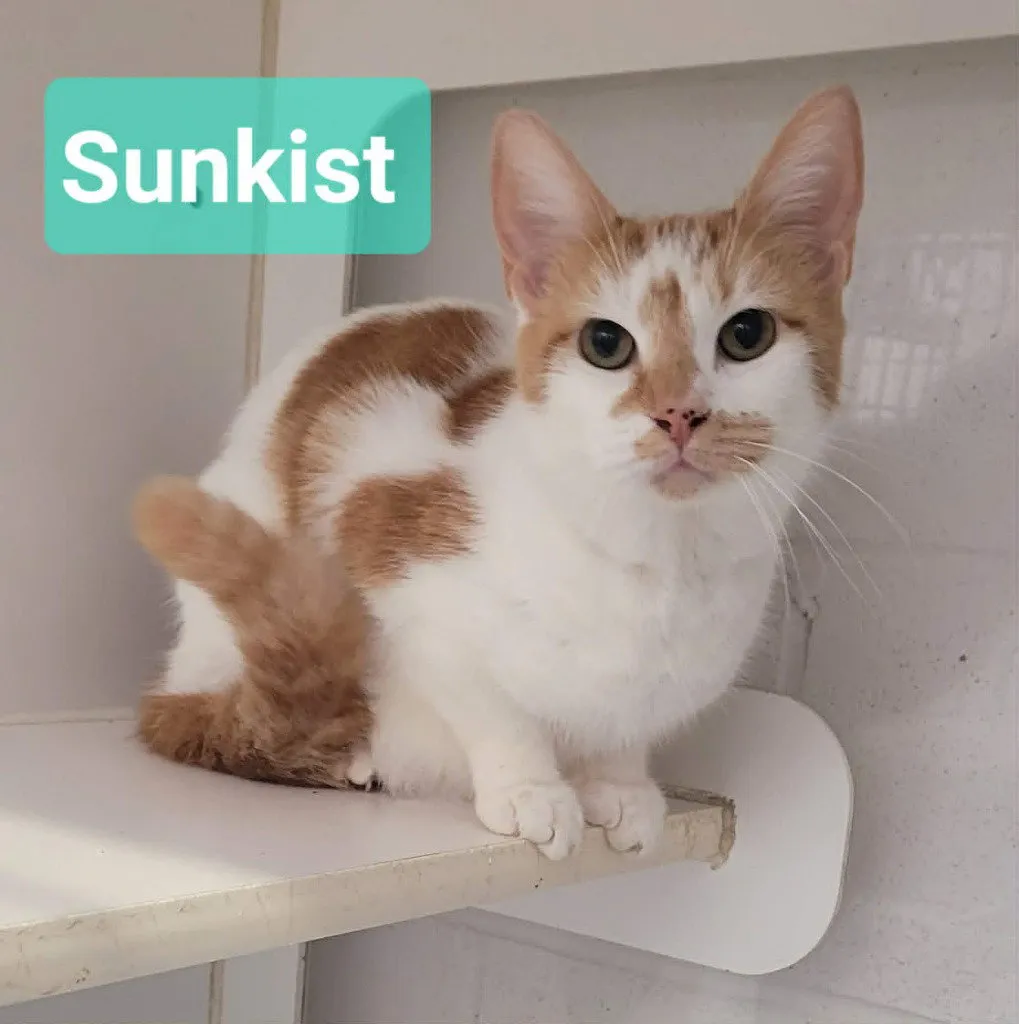 Sunkist - Photo 1