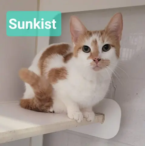 Sunkist