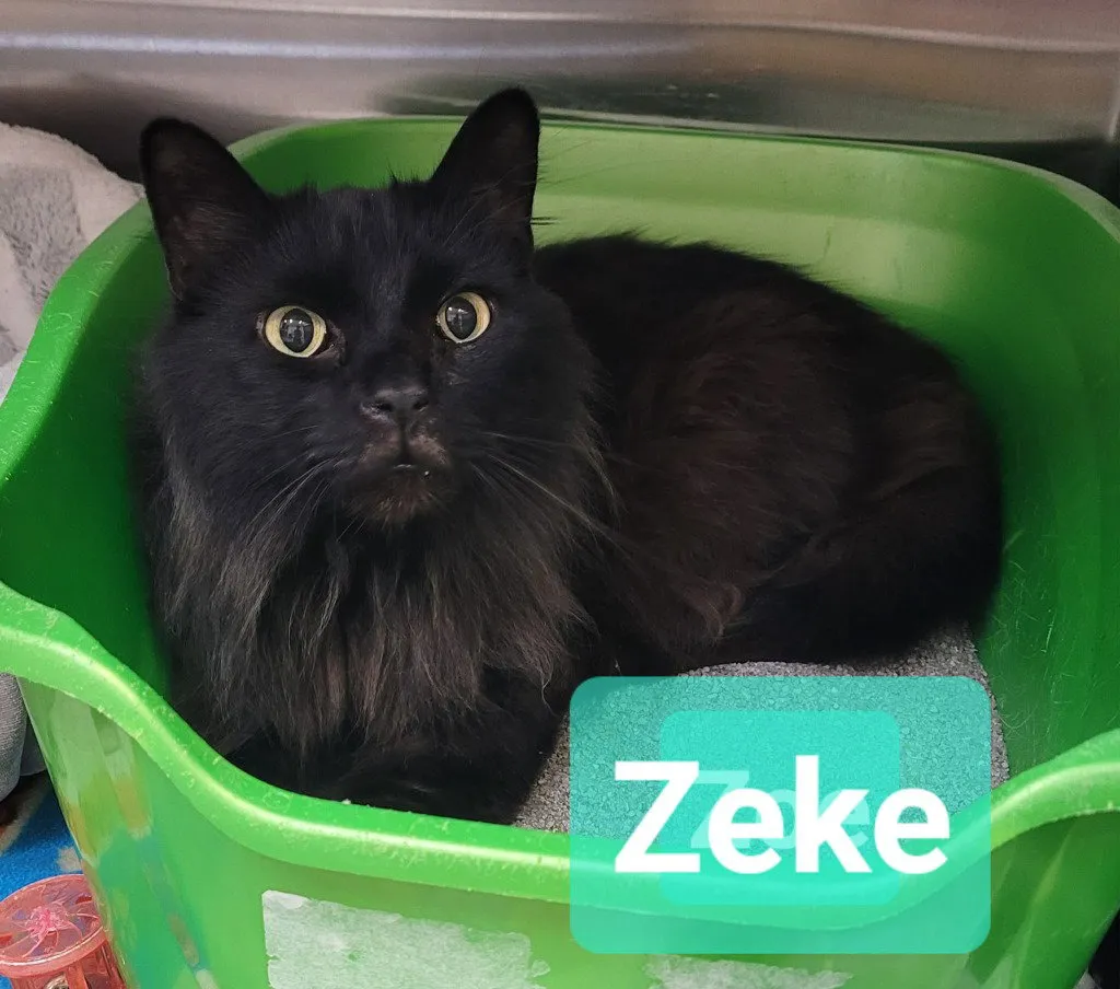 Zeke - Photo 1