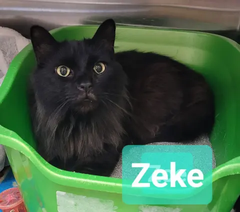 Zeke