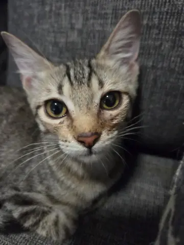 Dolly Purrton