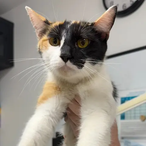 Bonnie