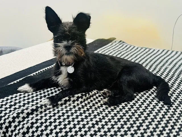 Gizmo - Photo 1