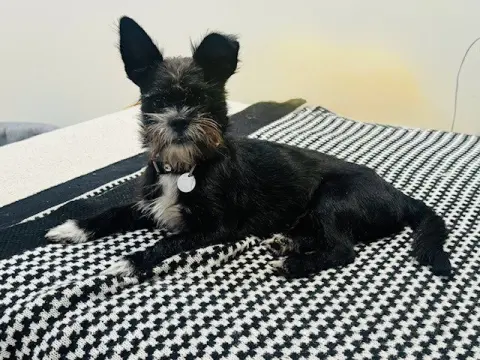 Gizmo