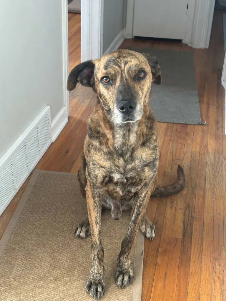 Rufus - Photo 1