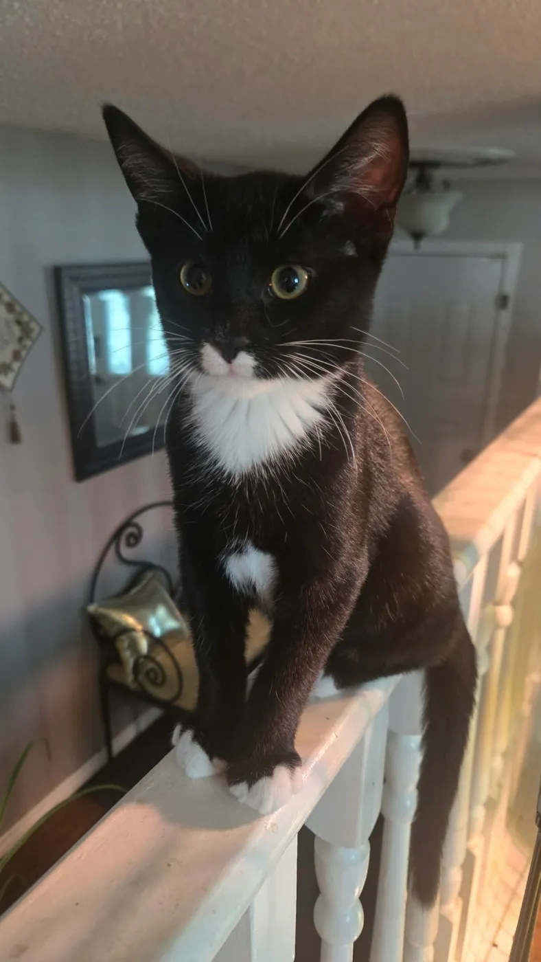 Tux - Photo 1