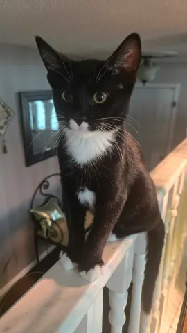 Tux
