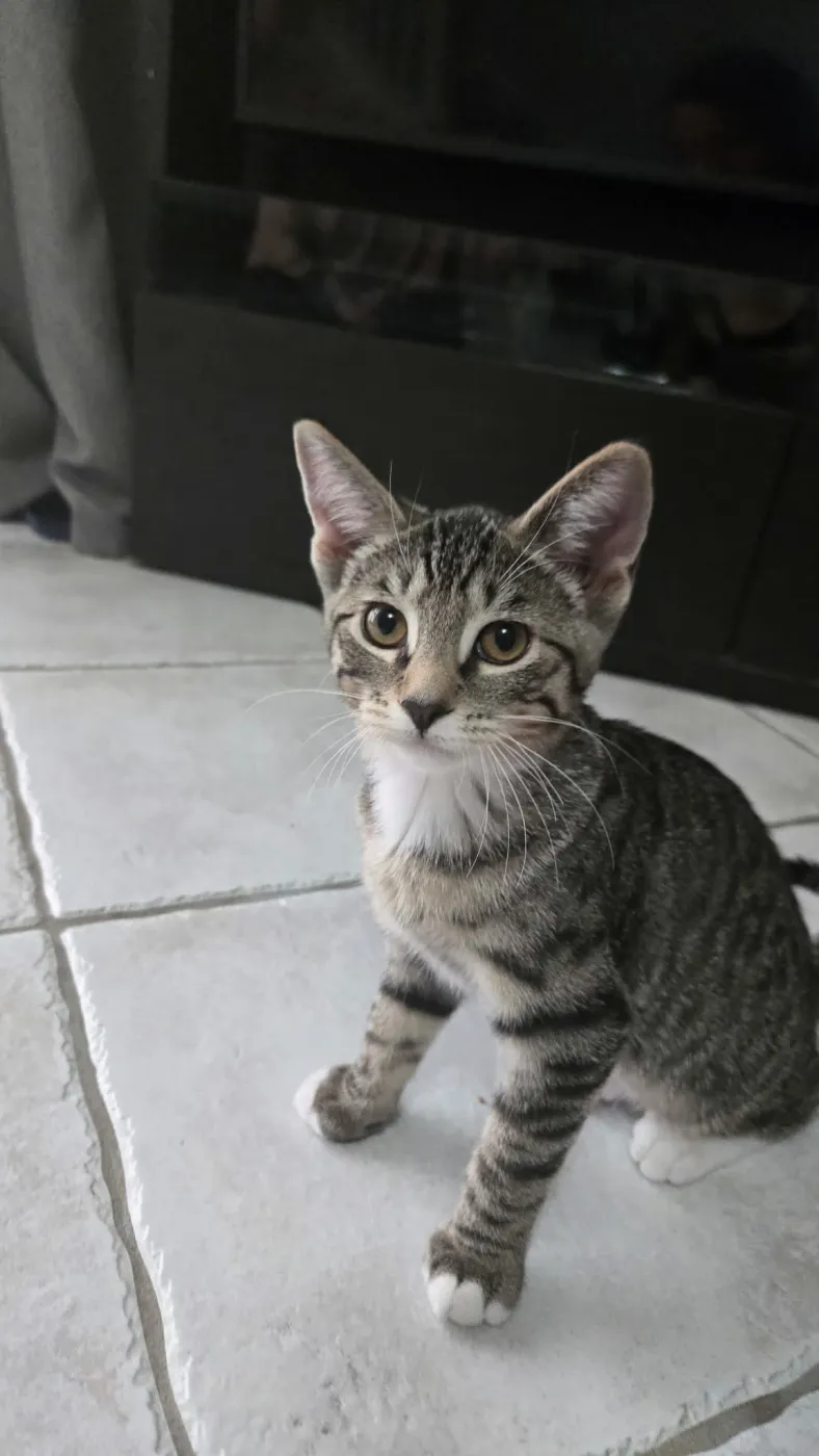 Luna - Photo 1