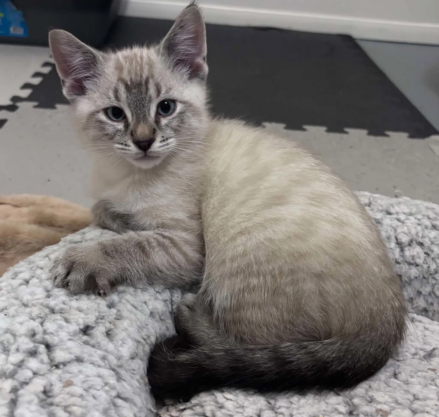 Milo - Photo 1