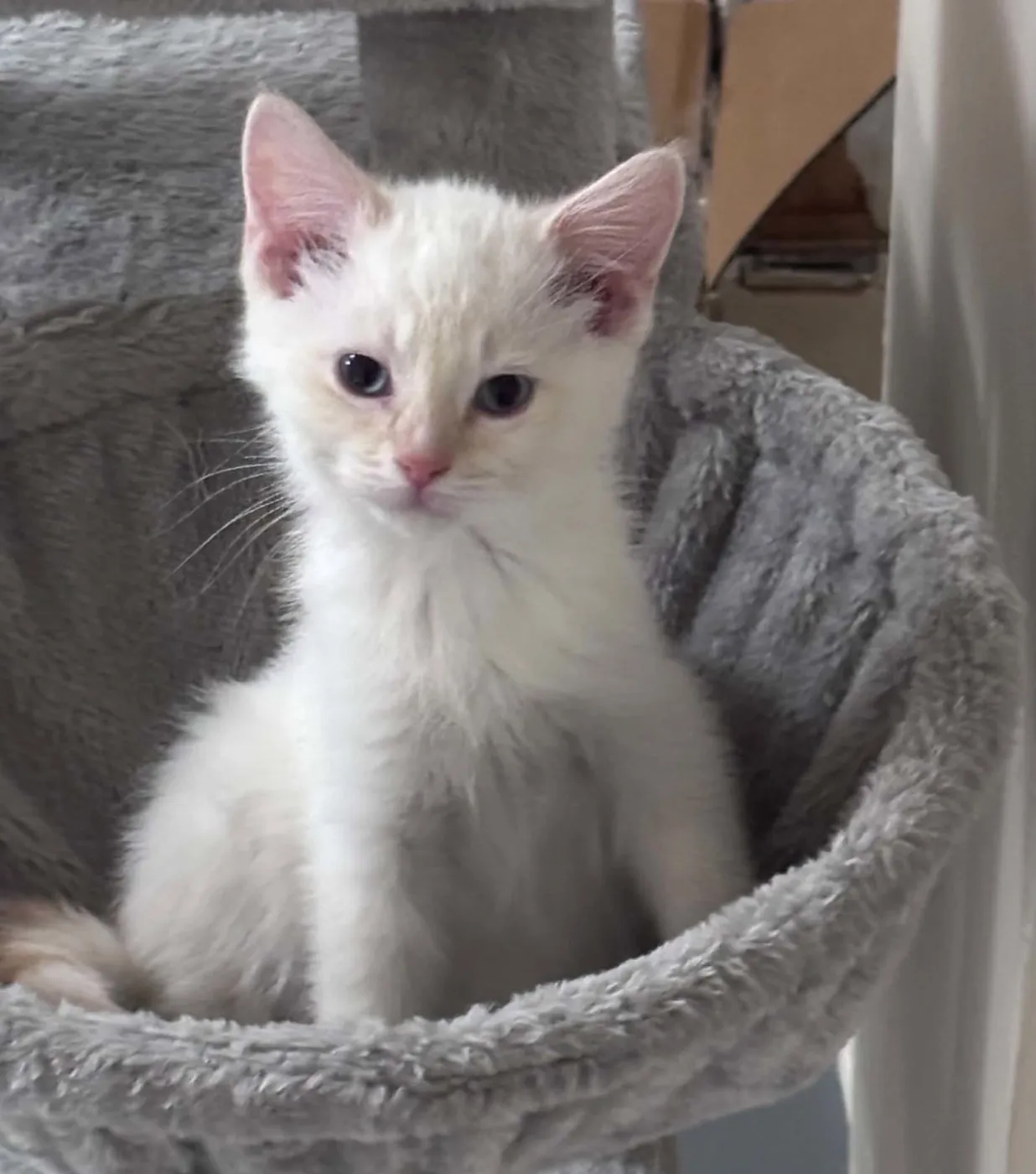 Mochi - Photo 1