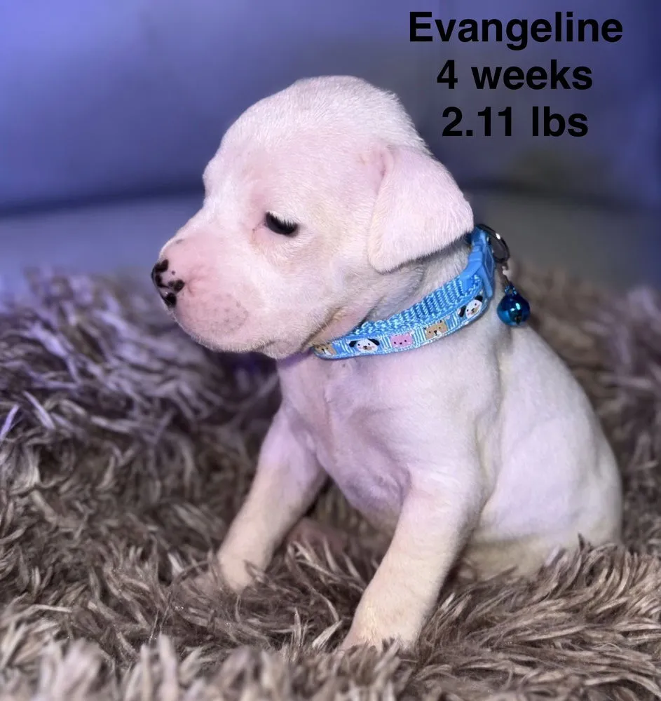 Evangeline - Photo 1