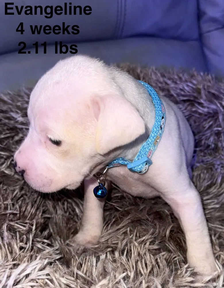 Evangeline - Photo 2